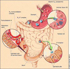 avitamin B12