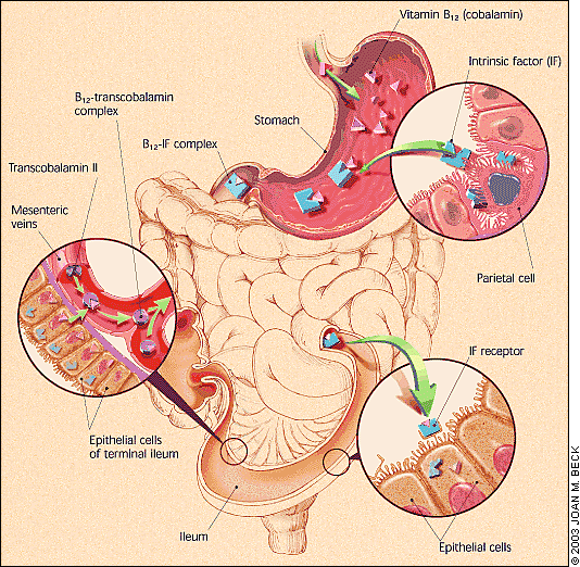 What does vitamin B do in your body?